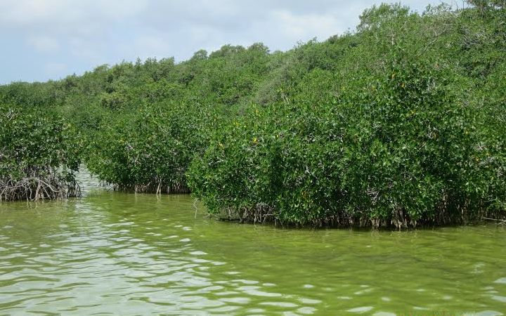Mangroves