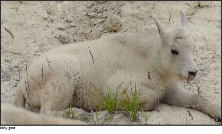 baby mountain goat