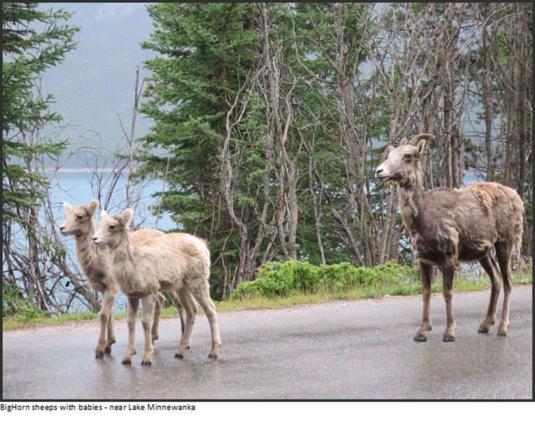 bighorn sheep with babies