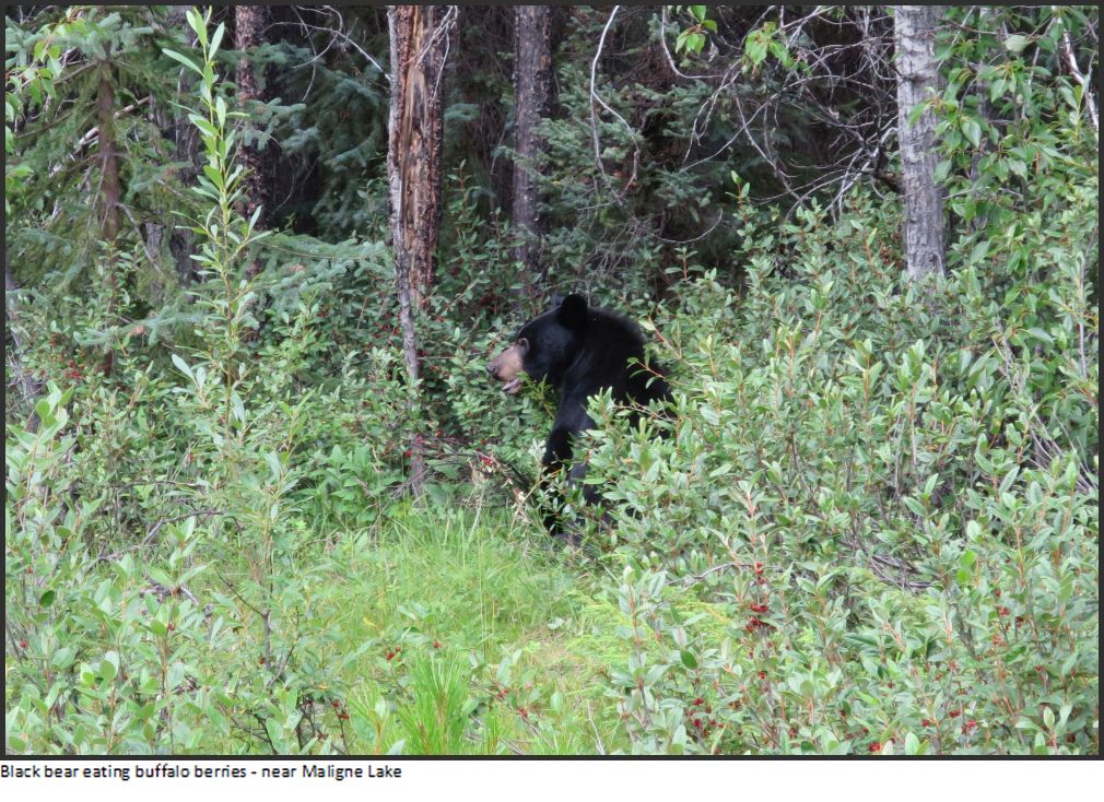 black bear