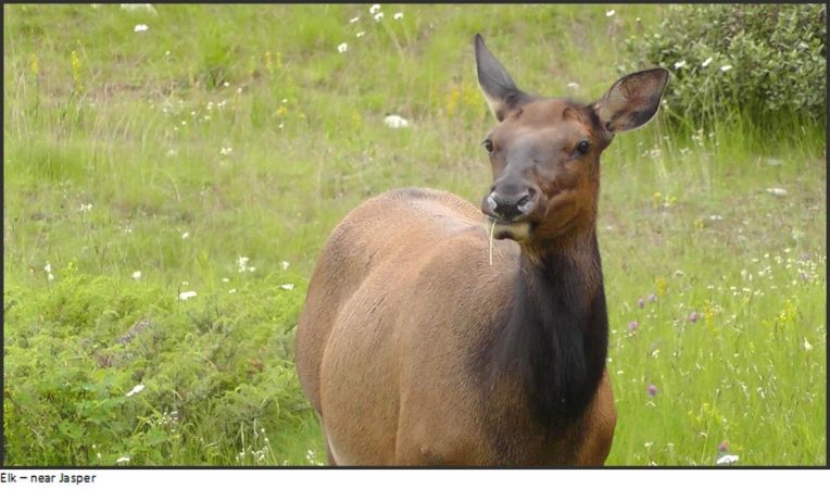 elk