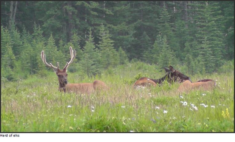 herd of elks