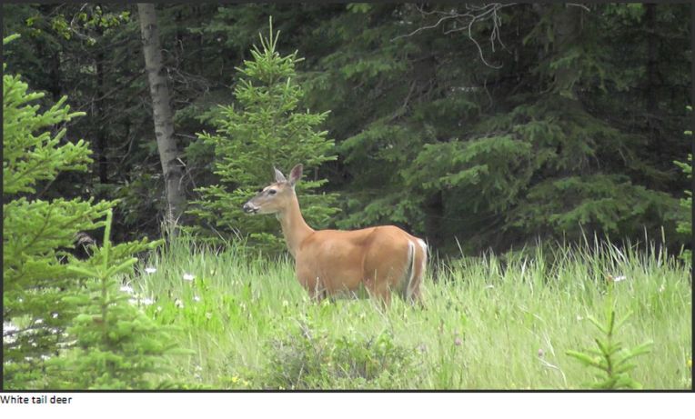 white tail deer