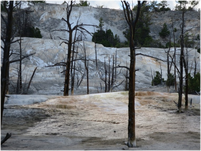  Angel Terraces - Mammoth Hot Springs