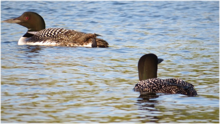 2 Loons