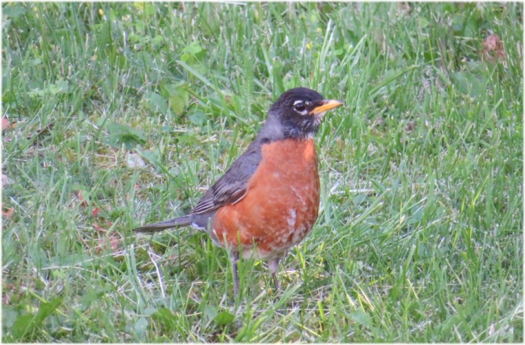 American Robin