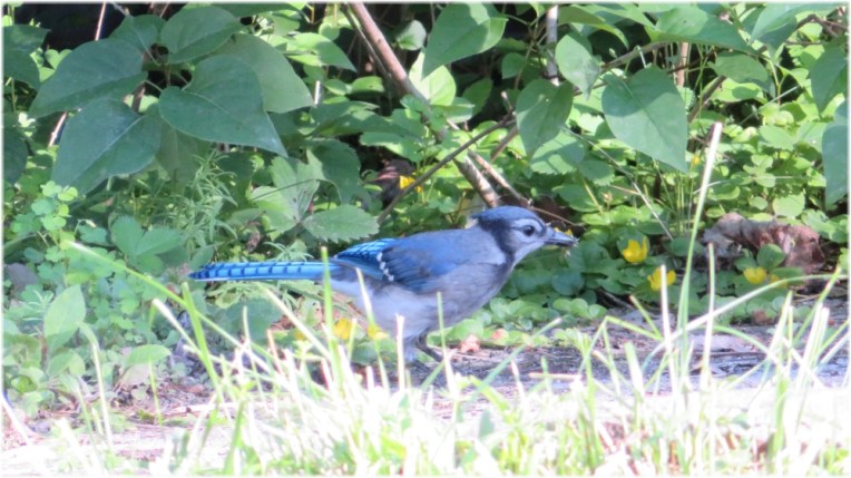 Blue Jay