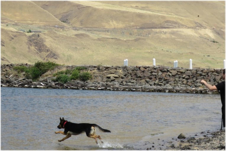 Celilo Park - Dog playing in the water