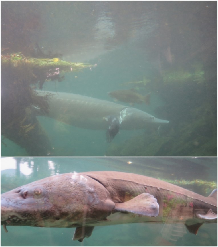 Fish Hatchery - Herman