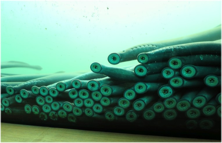 Fish ladder - Pacific lampreys