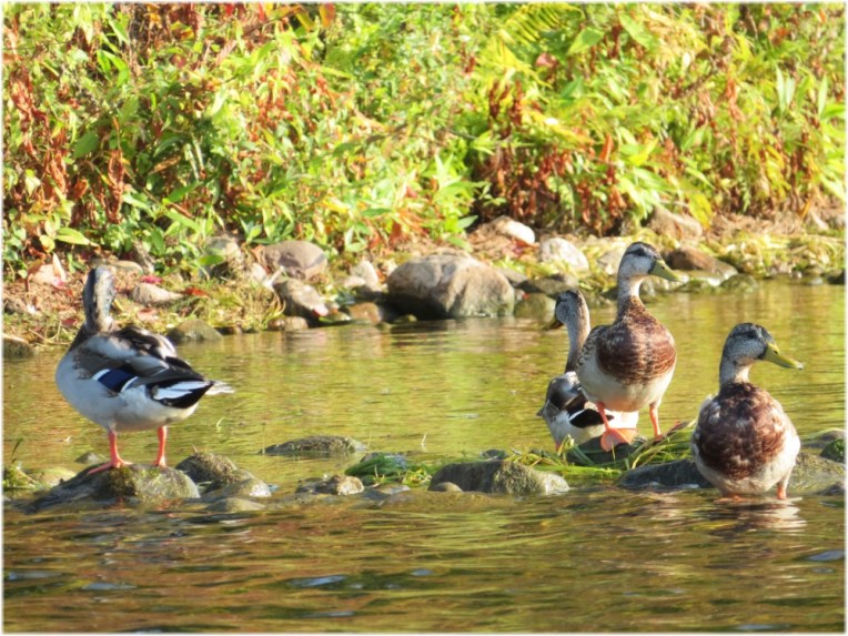 Mallard Youngsters
