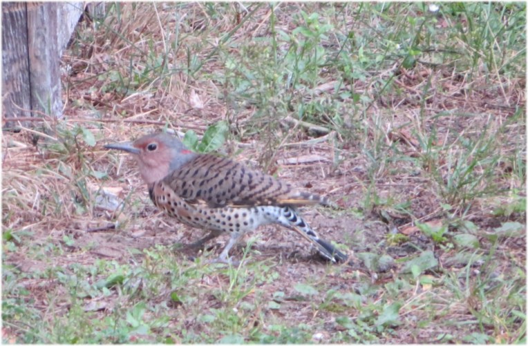Northern Flicker baby