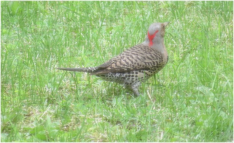 Northern Flicker