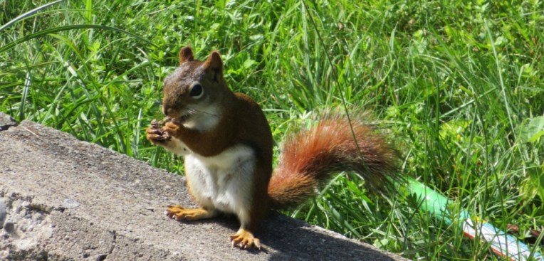 Red Squirel