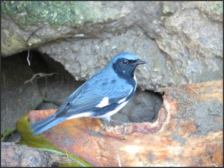 Black-throated blue warbler - male