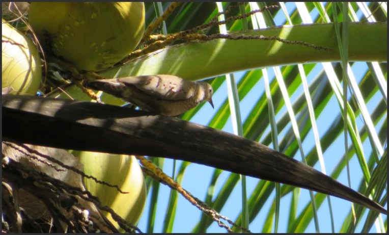 Common Ground-Dove