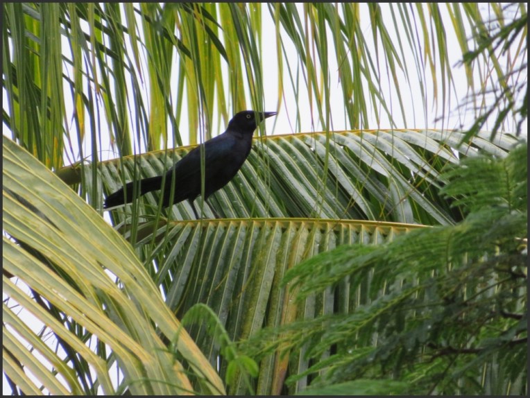 Greater Antillean Grackle
