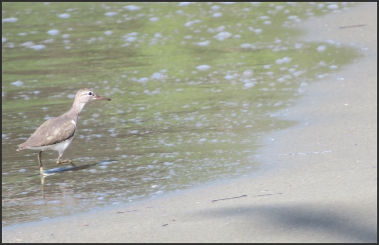 Spotted sandpiper