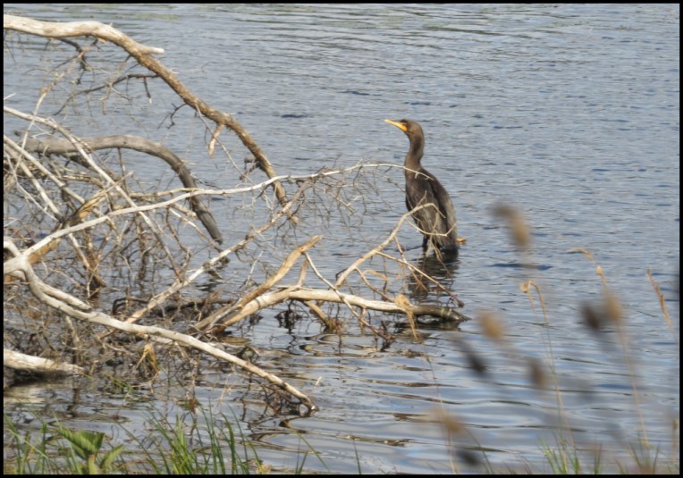 Double crested cormorant