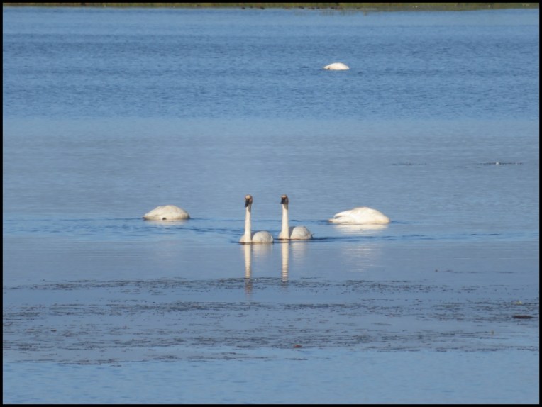 Feeding in pair, swiming in pair