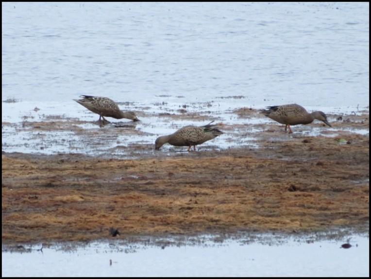 Hungry Green-winged Teals