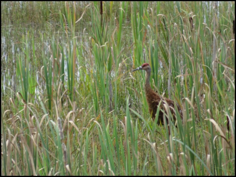 Sandhill crane