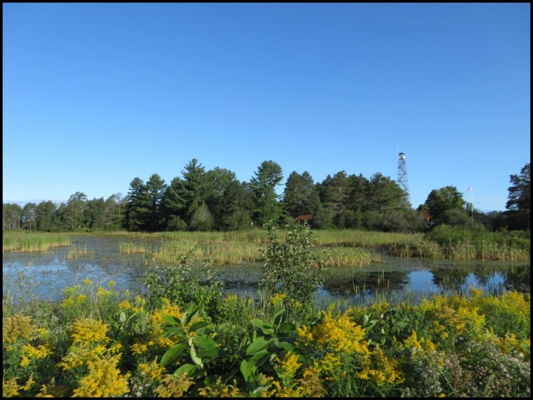 Seney wetland
