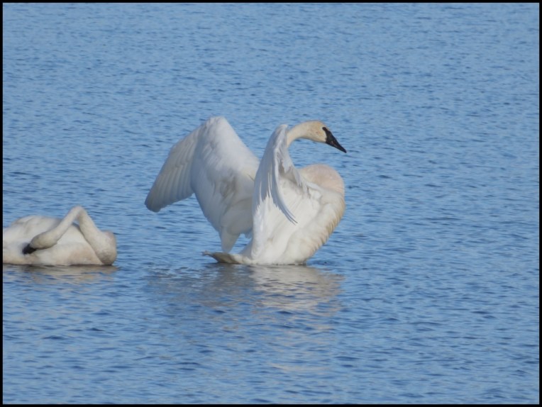 Trumpeter swans beautiful show