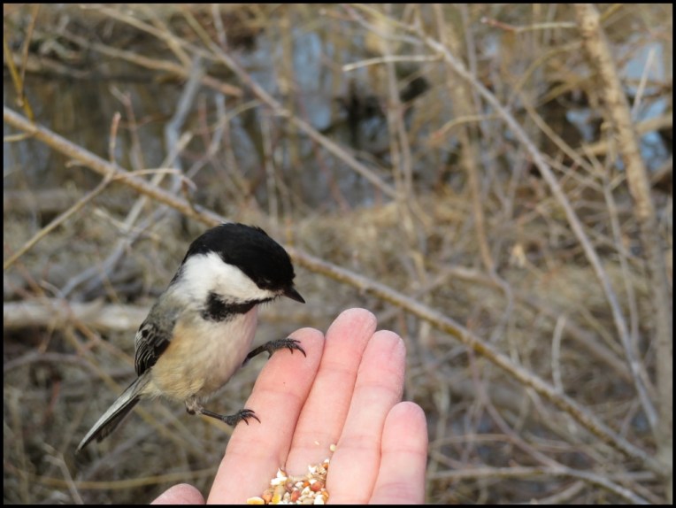 Feeding chickadees