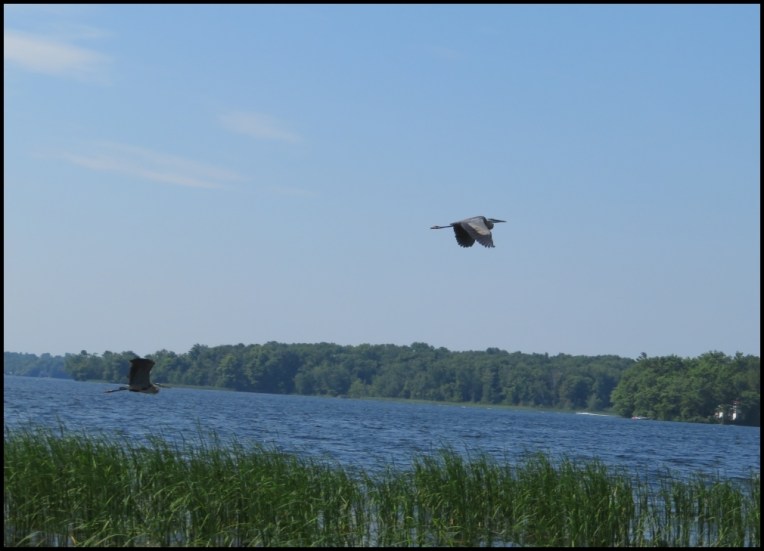 Flying Blue heron pair
