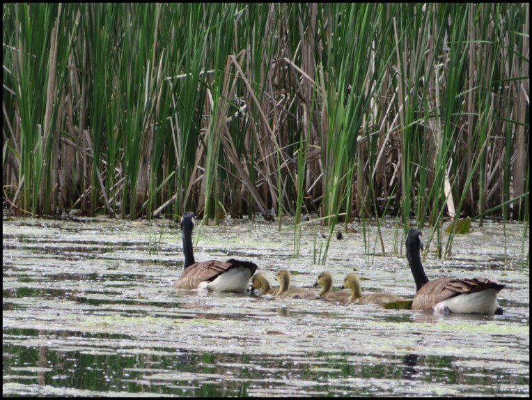 Canada Geese family