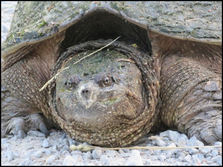 Snapping turtle close-up