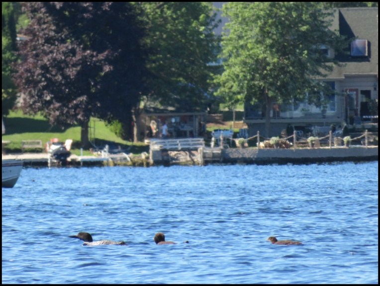 loon with chicks