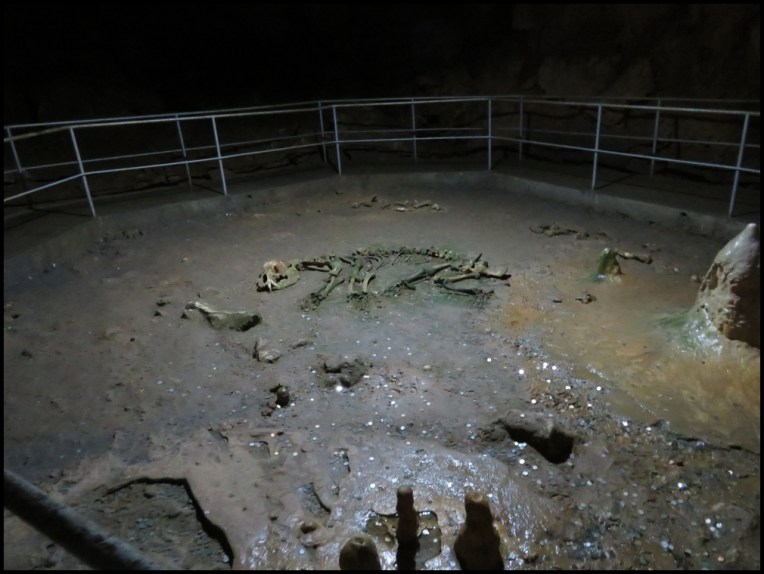 Bear's cave - the bear skeleton