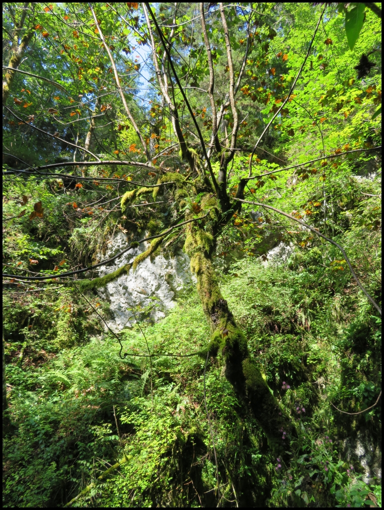 Scarisoara Ice Cave - lush green vegetation growing up along the way