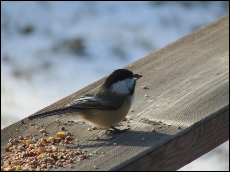 Black-capped chickadee