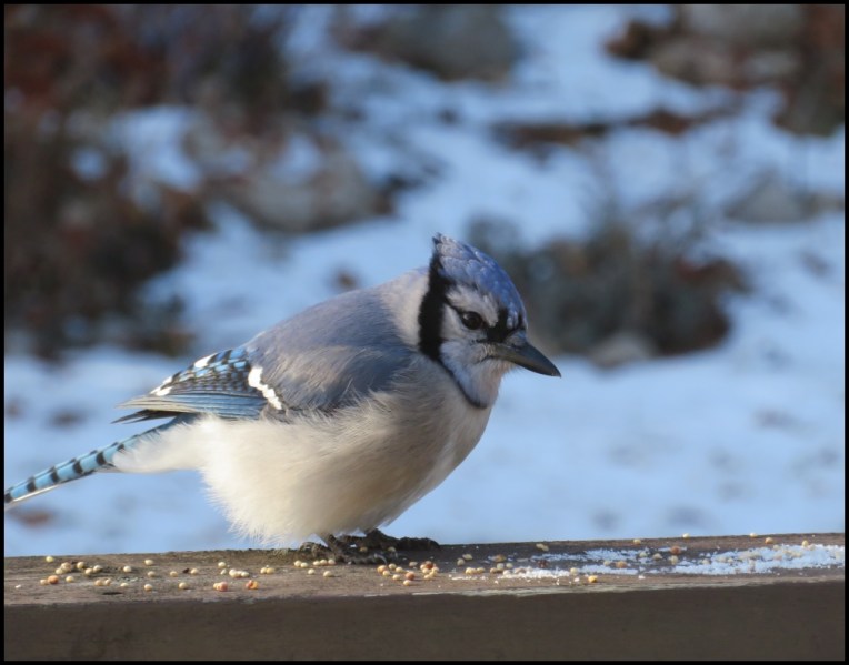 Blue jay