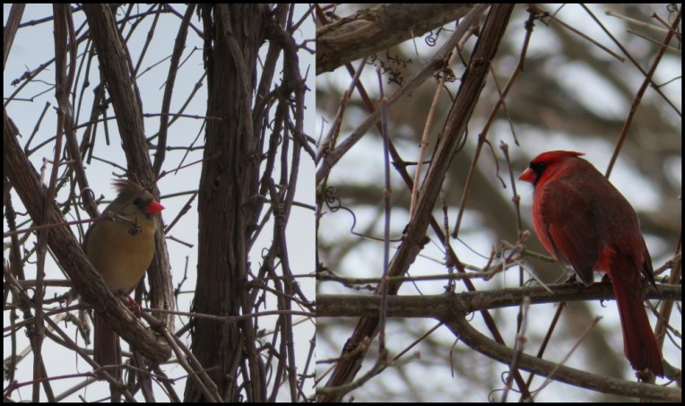 The Riverwood Conservancy - Cardinals