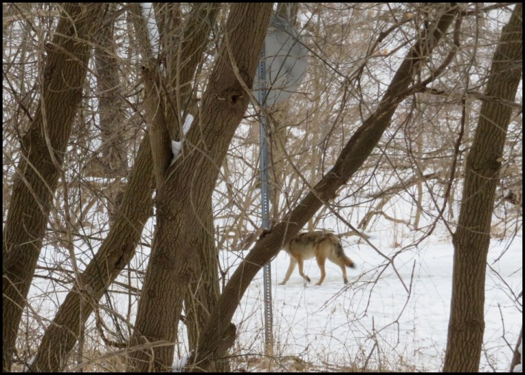 Coyote in The Riverwood Conservancy