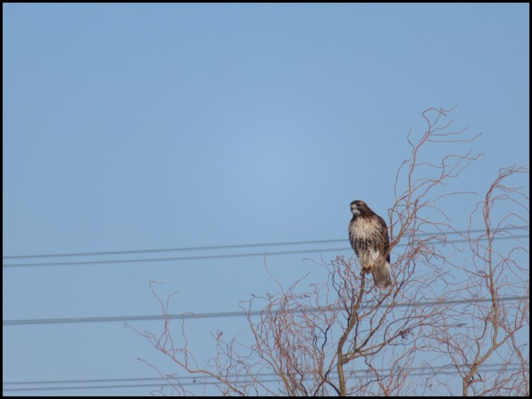 Red tailed hawk
