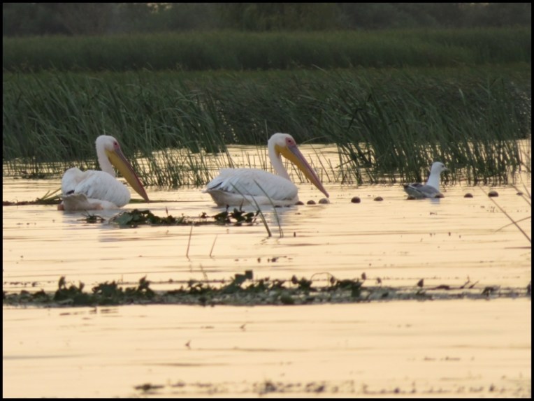 Sulina - searching for dinner at sunset time, near a fishing net
