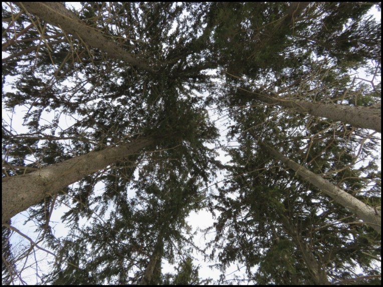 The Riverwood Conservancy