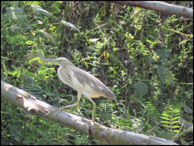 RO, Tulcea: Danube Delta – Mahmudia, a little paradise for birdwatchers ...