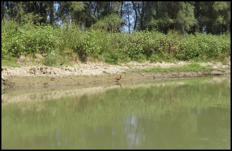 RO, Tulcea: Danube Delta – Mahmudia, a little paradise for birdwatchers ...