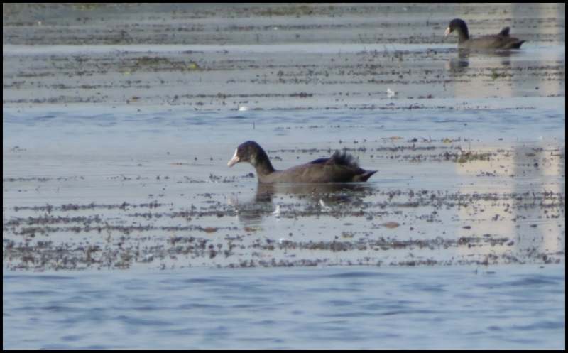 RO, Tulcea: Danube Delta – Mahmudia, a little paradise for birdwatchers ...