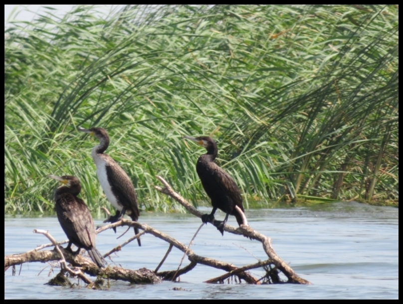 RO, Tulcea: Danube Delta – Mahmudia, a little paradise for birdwatchers ...