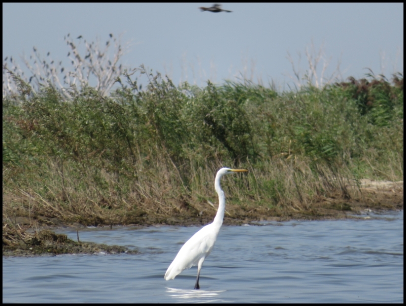 RO, Tulcea: Danube Delta – Mahmudia, a little paradise for birdwatchers ...