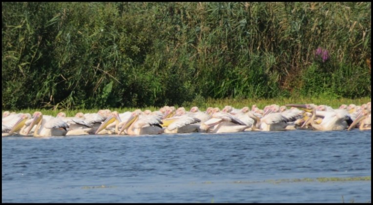 Mahmudia - great white pelicans