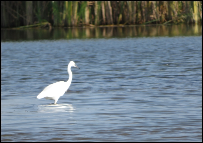 RO, Tulcea: Danube Delta – Mahmudia, a little paradise for birdwatchers ...