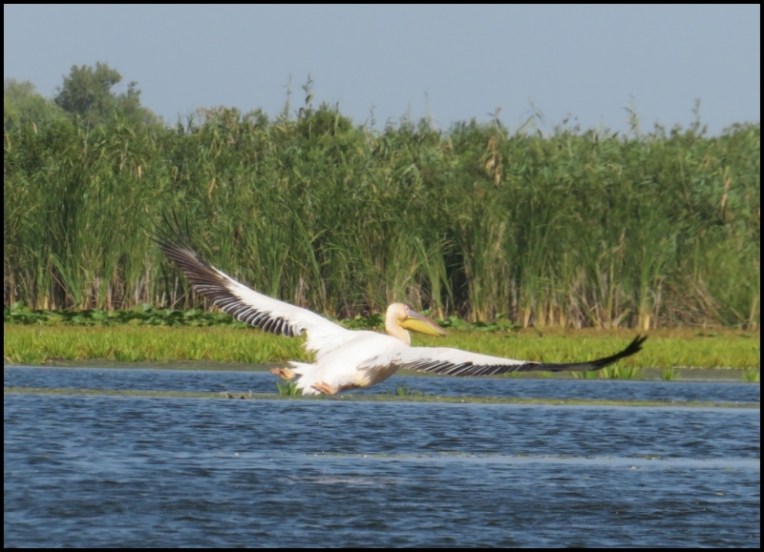 Mahmudia - pelican flying